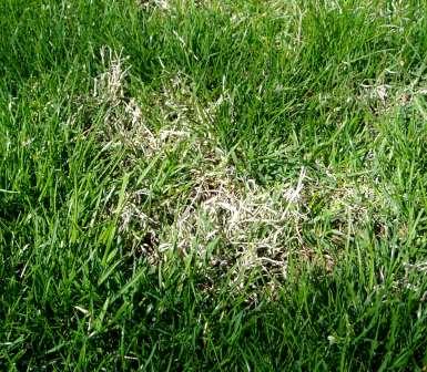 How do you kill crabgrass in lawns?