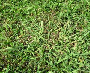 Dallisgrass can be confused with Crabgrass