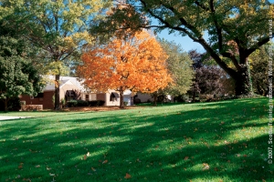 Feeding your lawn in fall helps to make your lawn thicker with stronger roots.